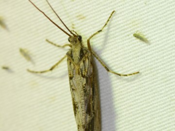 Relacja z nocnego świecenia w Nieborowie, K.Pira