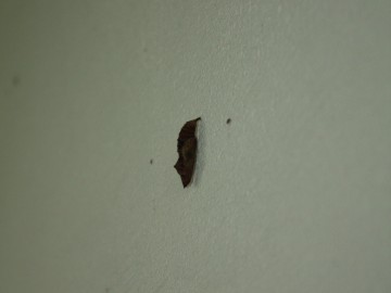 Relacja z warsztatów entomologicznych w Esterce, K.Nowak