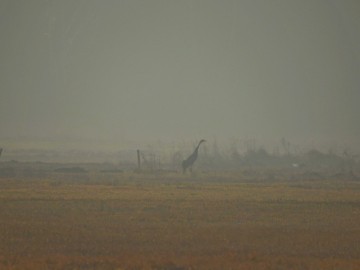 Przedwiośnie w Spalskim PK, <p>Żuraw we mgle na Błotach Brudzewickich. Fot. Szymon Kielan</p>
