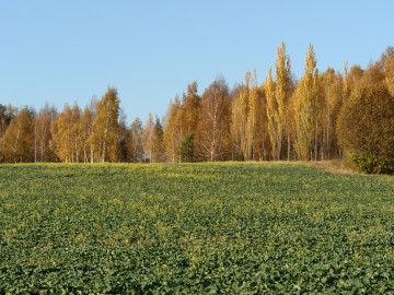 Wzgórze Janów