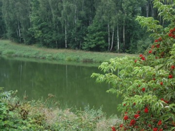 Staw w Skoszewach
