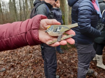 Edukacyjny zimowy spacer po Lesie Łagiewnickim 2024, 
