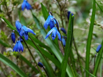 Cebulica syberyjska (Scilla siberica) roślina ozdobna, dziczejąca, <p>Sebastian Piskorski</p>
