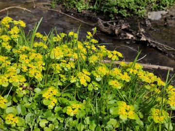 Żółty dywan nad rzeką śledziennicy skrętolistnej (Chrysosplenium alternifolium), <p>Sebastian Piskorski</p>