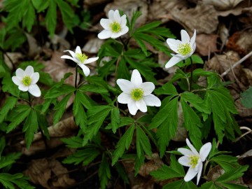 Zawilec gajowy (Anemone nemorosa), <p>Sebastian Piskorski</p>