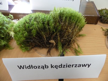 Dzień Mszaka, fot. S. Piskorski
