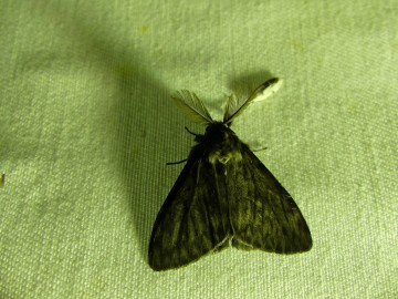Świecenia nocne Plichtów 2018, fot. M. Majda