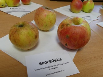 Szkolenie sadownicze, fot. M. Majda