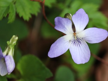 Fiołek leśny Viola reichenbachiana, <p>Maurycy Ignaczak</p>